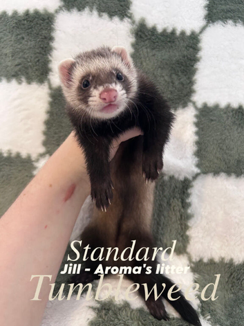 Ferrets kits for sale