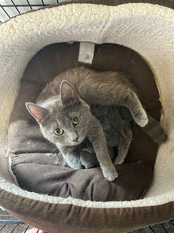 6 kittens