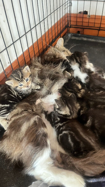 Kittens