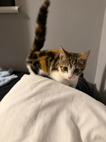 Mixed Breed Friendly Kitten