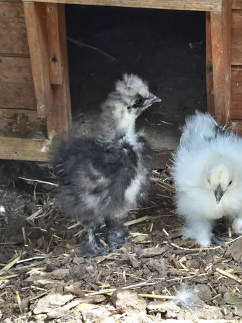Silkie Bantams