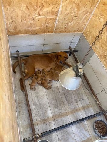 Beautiful KC Fox Red Labrador Puppies