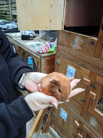 Guinea pigs baby's