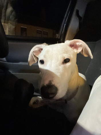 1 year old male lurcher