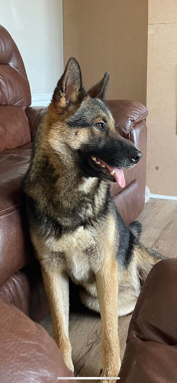 Shepsky Pups