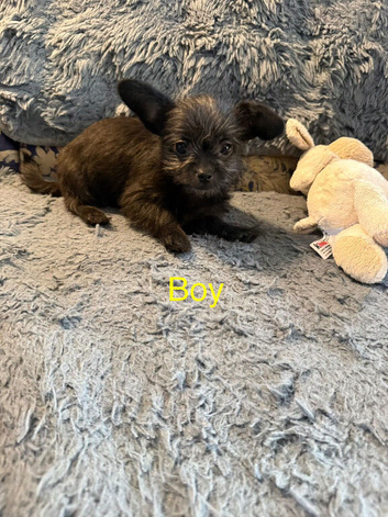 For sale 1 shichipoo puppy