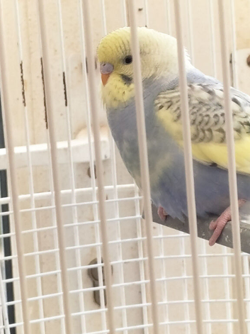 Baby budgie and cage