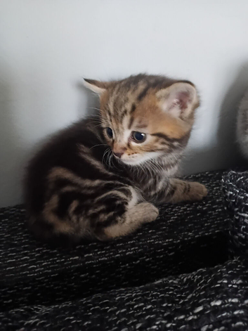 Persian kittens for sale