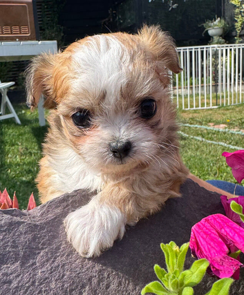 Chihuahua x maltipoos