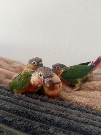 Baby hand reared conures for sale