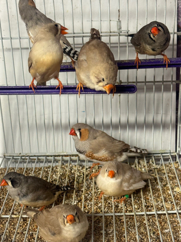 Various zebra finches
