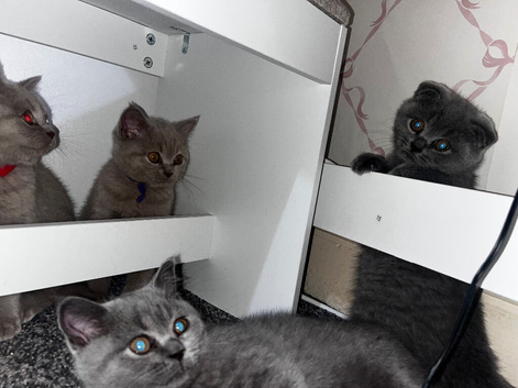 5 kittens looking for loving home