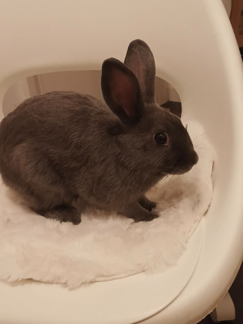 Grey rabbit female 7 months
