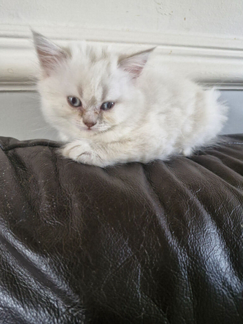British short haired cross kitten for sale