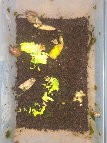 African snails