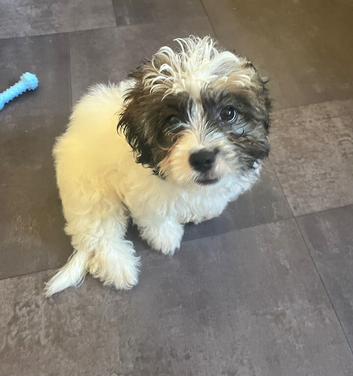Shitzu cross puppy