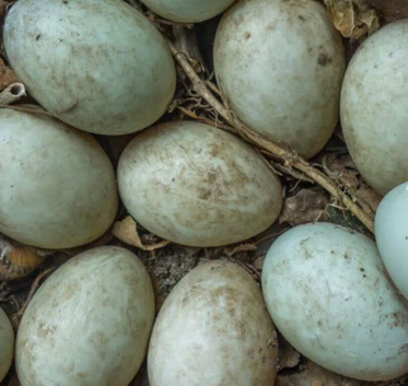 Duck Fertile Eggs  For Sale