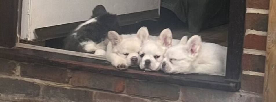 Fluffy frenchie