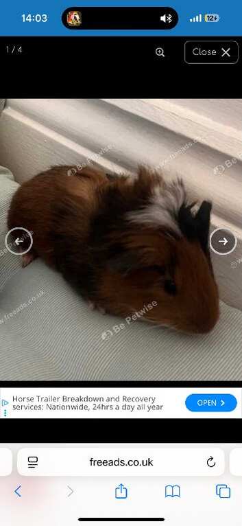 Guinea pig