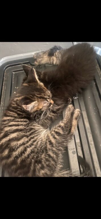 2 baby kittens