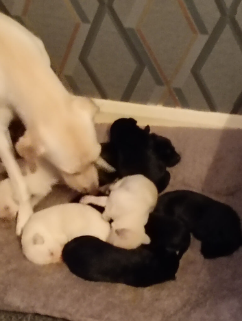 Labrador pups forsale