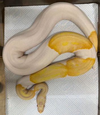 SPECIAL DAY IF HE GOES THIS MONTH (MAY) albino pied python
