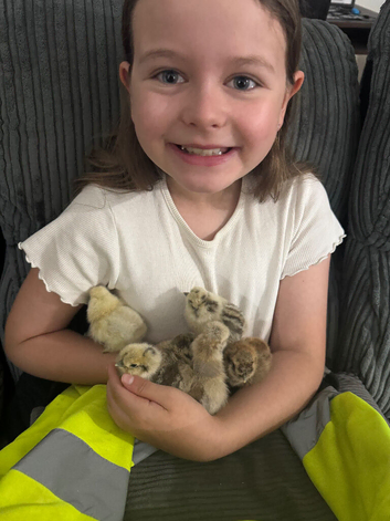 Silkie hatchlings