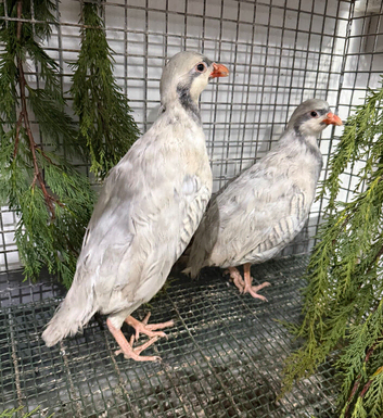 Silver Chucker partridge