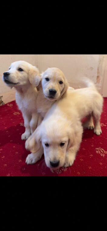 Golden retriever puppies