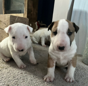 7 x KC Registered English Bullterrier Puppy&rsquo;s