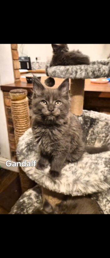 Maine coon pedigree kittens