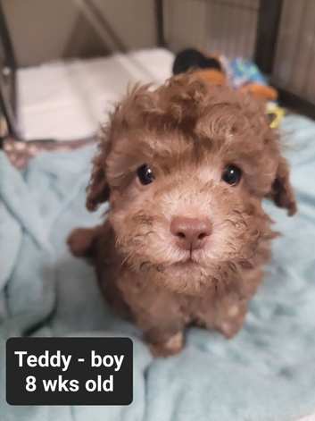 Toy Poodles for sale