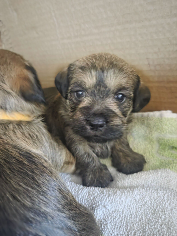 Shweenies daschund/shitzue