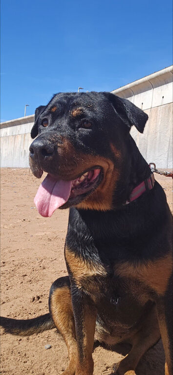 5 year old Female Rottweiller