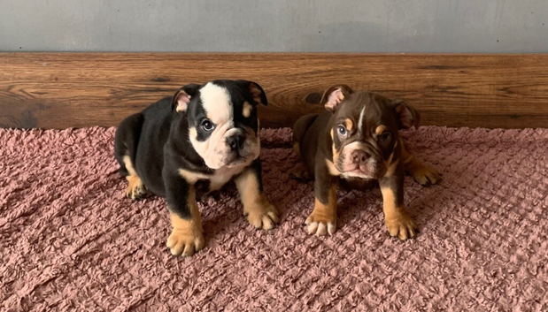 NEXT-LEVEL BRITISH BULLDOGS &ndash; ROYAL BLOODLINES & UNREAL LOOKS