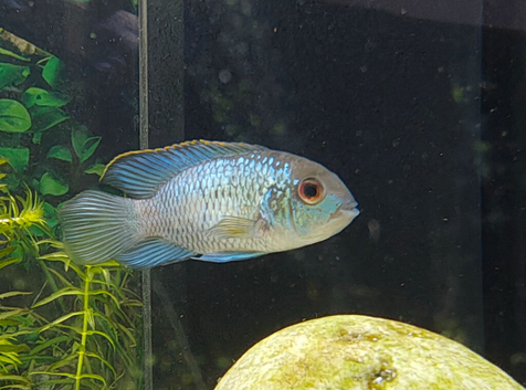 Electric blue acara