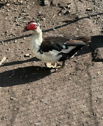 5 muscovy mail for sale