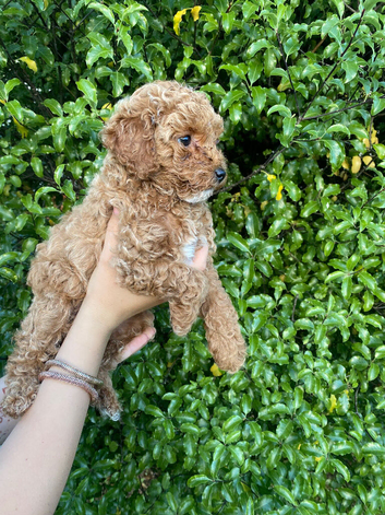 Daisy &ndash; Beautiful Toy Poodle Girl Looking for Her Forever Home