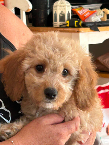 F1b cockapoo puppies