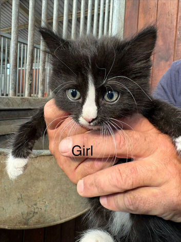 Mixed Litter Farm Kittens for sale