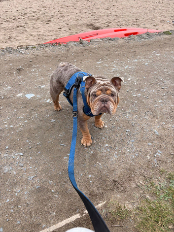 Rehome my dog