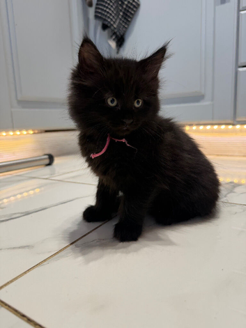 Maincoon cross