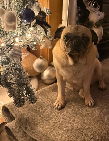6 year old Female pug