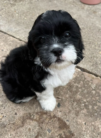 Lhasa apso female