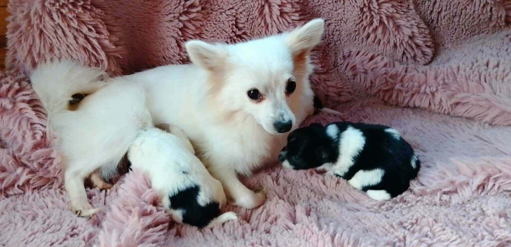 Pomeranian x shihtuz
