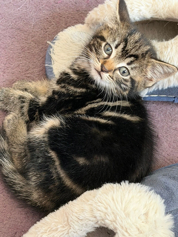8 week old female kitten