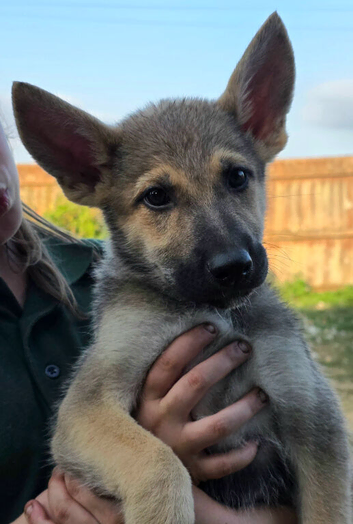 Tamaskan Puppies *health tested parents*