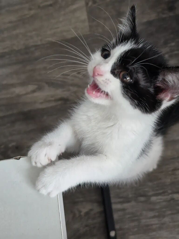 Lovely 3-Month-Old Mixed Breed Kitten Looking For A New Home