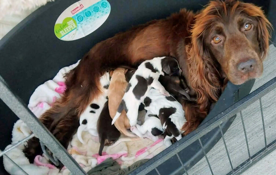 Last remaining cocker spaniel puppies