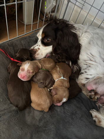 Pedigree Cocker Spaniel Puppies